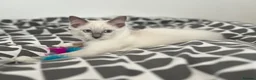 Ragdoll cats for sale: Last Blue Ragdoll kitten friendly health tested - Advert 20