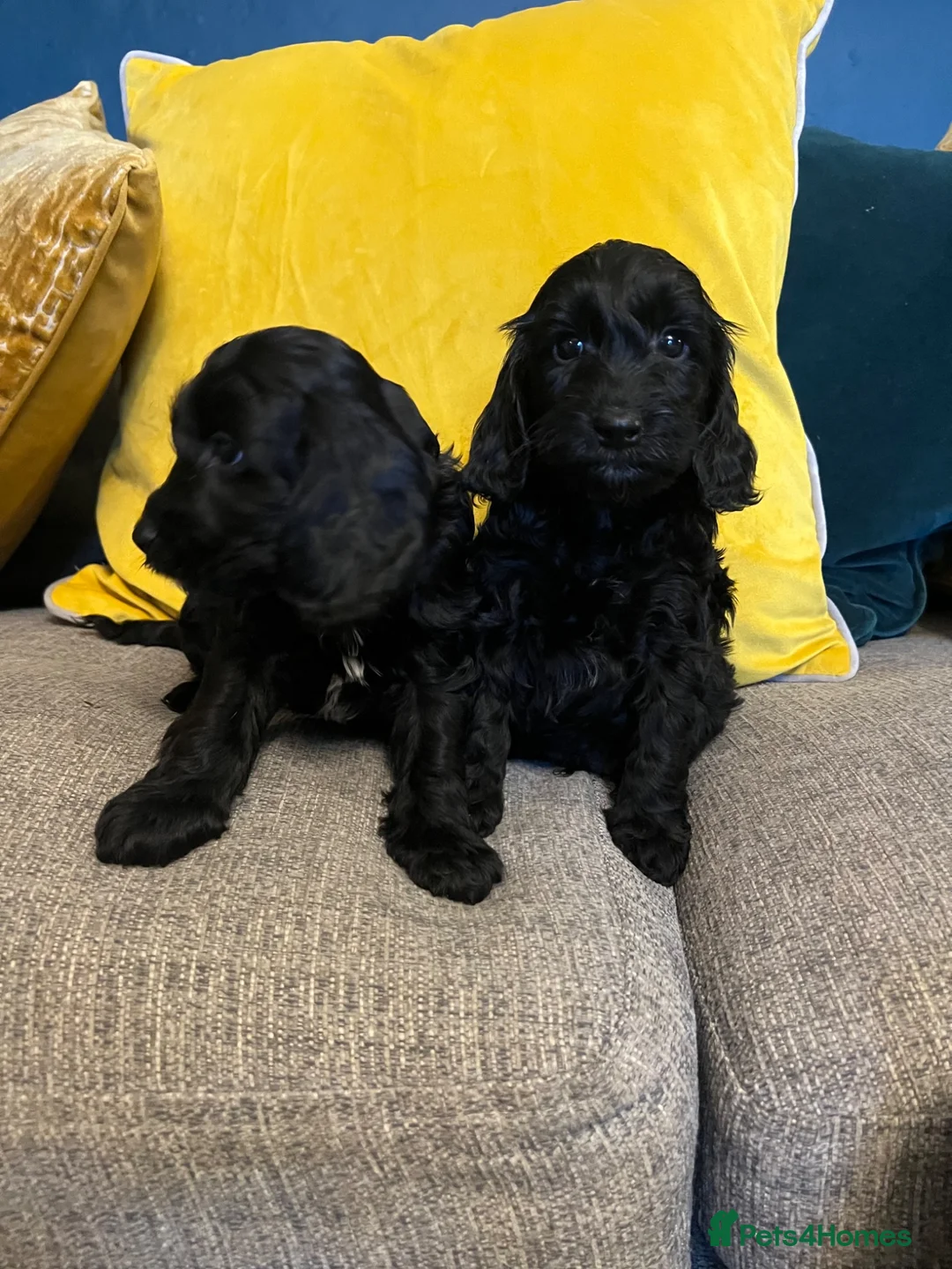 Cockapoo dogs for sale: Cockapoo puppies from health clear parents  - Advert 1