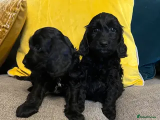 Cockapoo dogs Cockapoo puppies from health clear parents - Advert 6