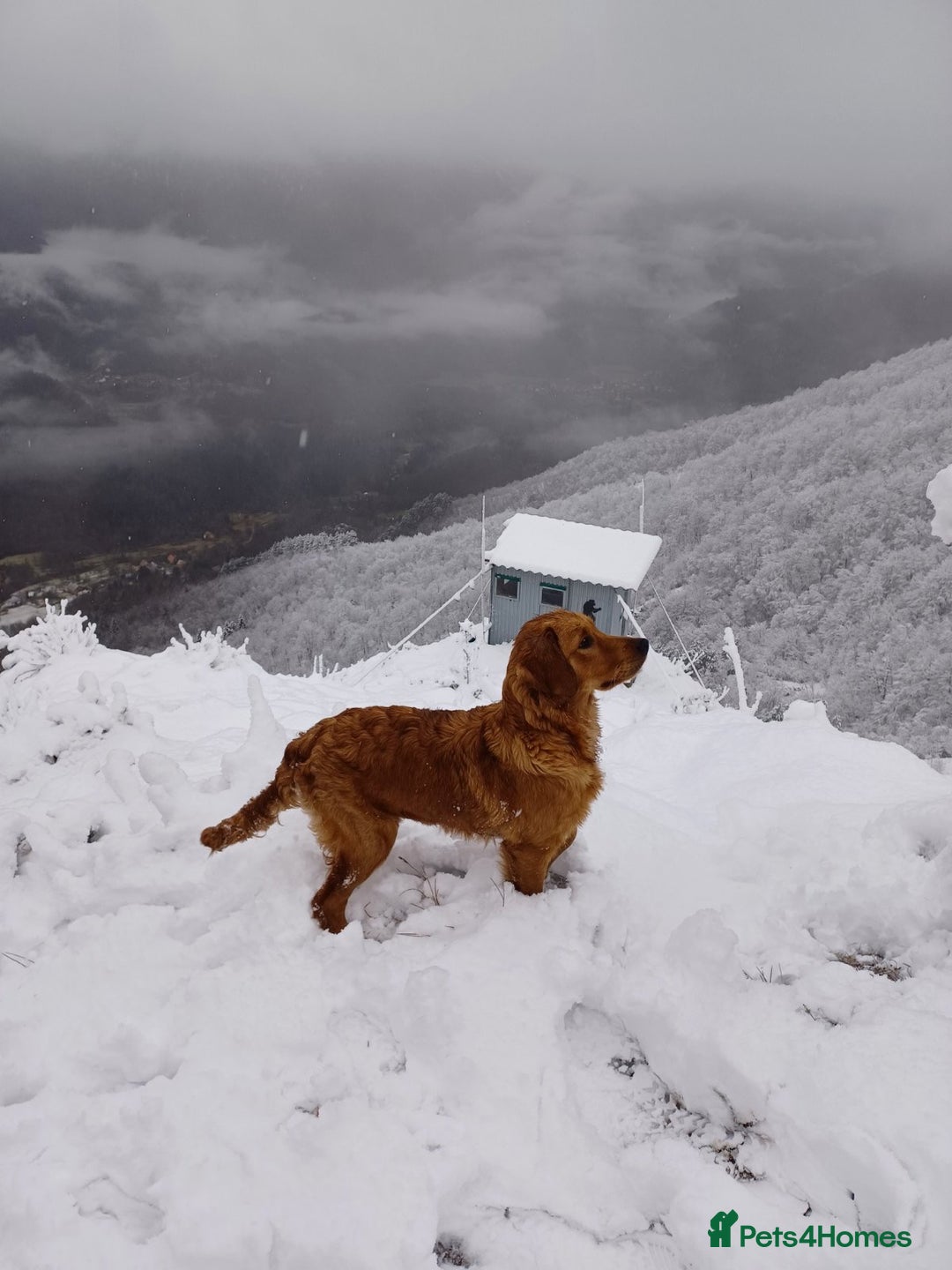 Golden Retriever dogs for sale: Lovely Litter 🐶 KC registered🐶health tested  - Advert 17