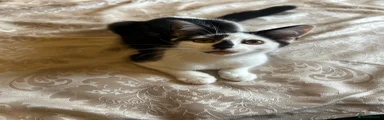 Female Domestic Shorthair 3