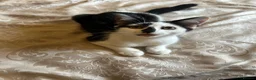 Domestic Shorthair cats for sale: Beautiful kittens 💖 - Advert 6