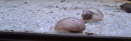 Snails fish for sale: Purple/Magenta Mystery Snails SHIPPING AVAILABLE - Advert 6