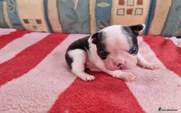 Boston Terrier dogs for sale: Beautiful Boston Terriers pups - Image 15