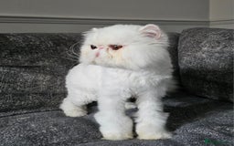 Persian cats for sale: 2 X RED, WHITE MALE PURE PERSIAN KITTENS  - Image 11