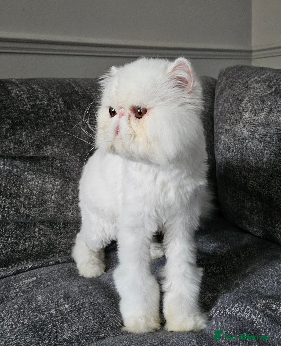 Persian cats for sale: 2 X RED, WHITE MALE PURE PERSIAN KITTENS  - Image 11