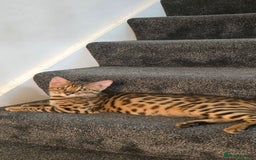 Bengal cats for sale: Bengal Cat – 6 Months Old (Neutered) - Image 2
