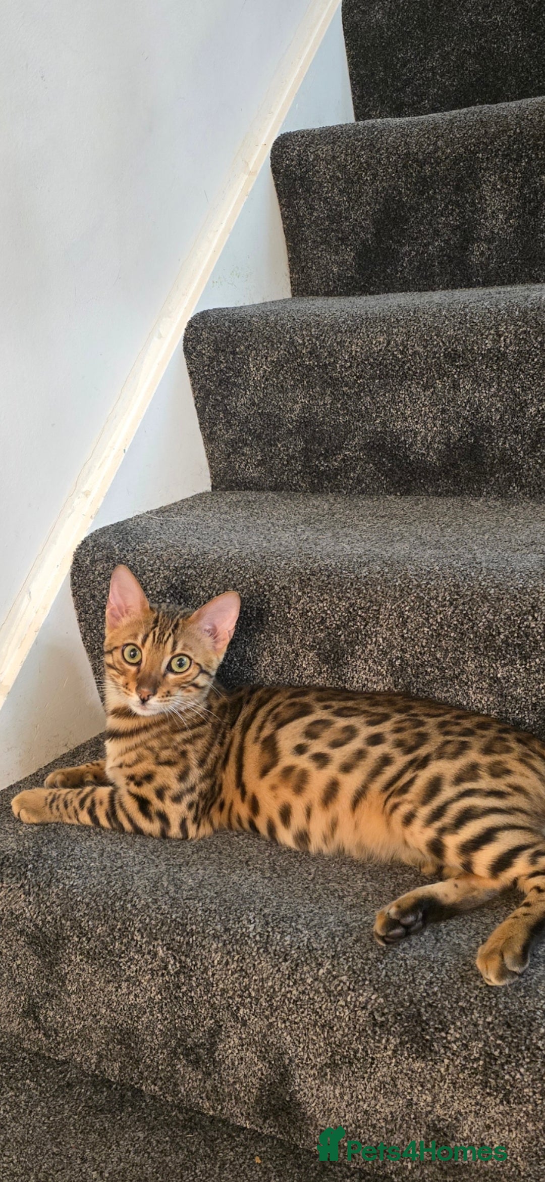 Bengal cats for sale: Bengal Cat – 6 Months Old (Neutered) - Image 2