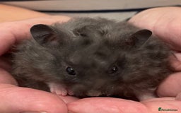 Hamster rodents for sale: Baby Syrian hamsters from show stock  - Image 29