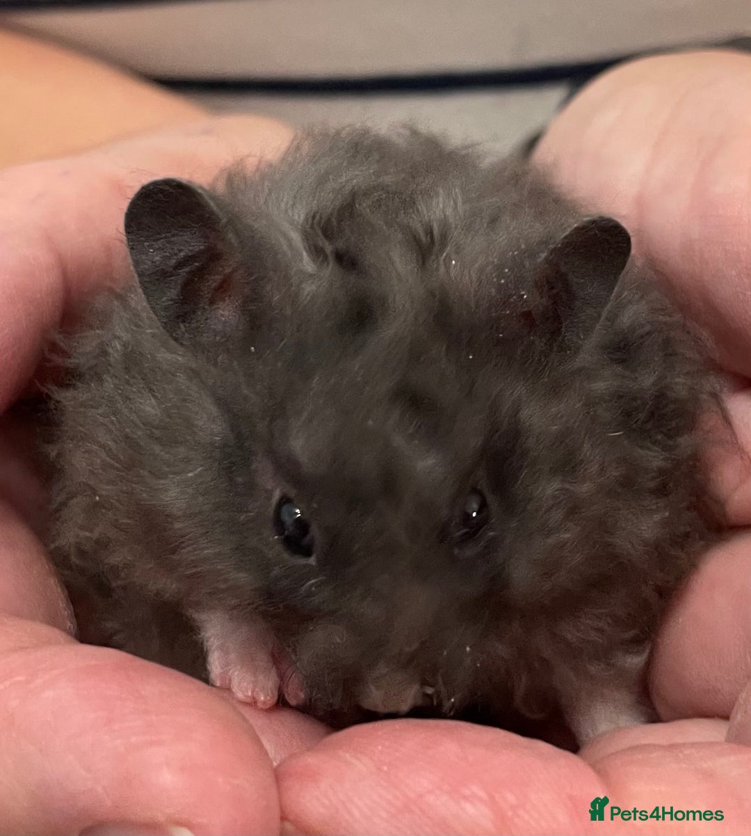 Hamster rodents for sale: Baby Syrian hamsters from show stock  - Image 29