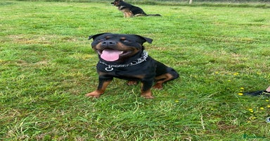 Rottweiler dogs Reggie  - Advert 10