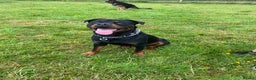 Rottweiler dogs for stud: Reggie  - Advert 2