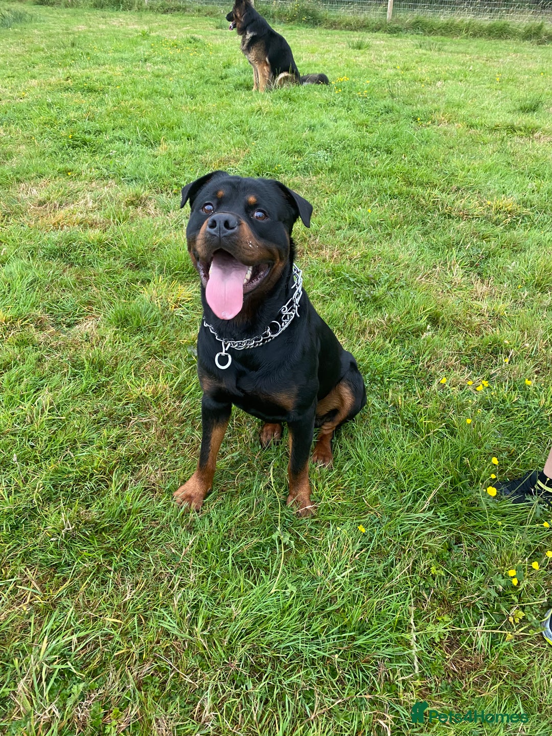 Rottweiler dogs for stud: Reggie  - Advert 2