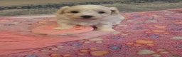 Maltese dogs for sale: Cute puppies❤️💜🩵🩶 - Advert 25
