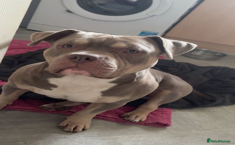 American Bully dogs - Advert 2