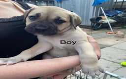 Mixed Breed dogs for sale: Bull mastiff x American bulldog puppies - Image 8