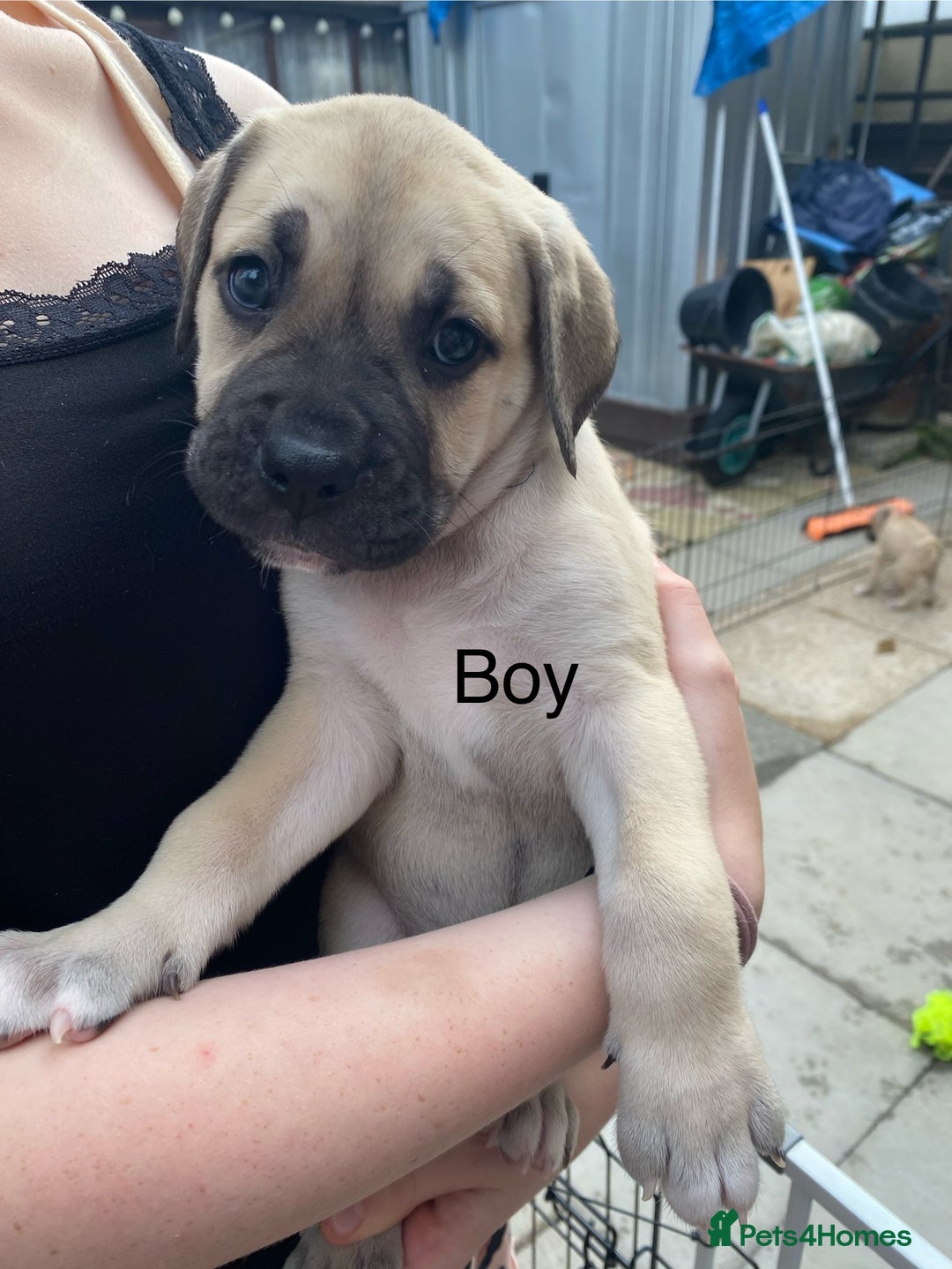 Mixed Breed dogs for sale: Bull mastiff x American bulldog puppies - Image 8