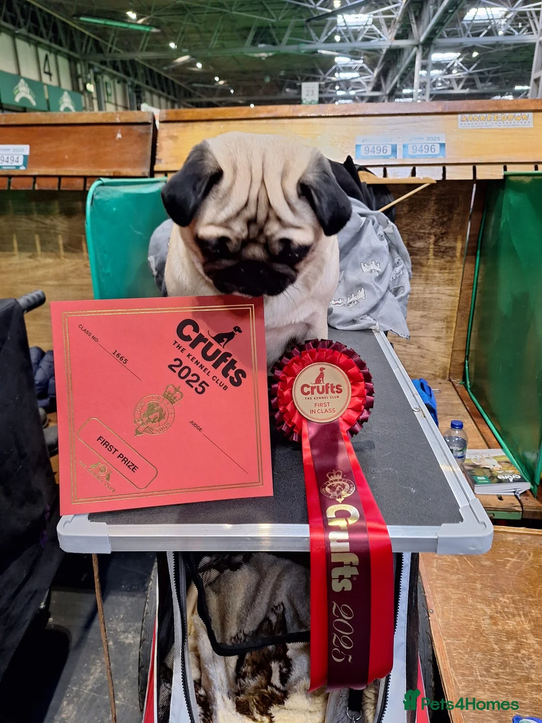 Pug dogs for stud: KC registered stud pug Bob - Advert 12