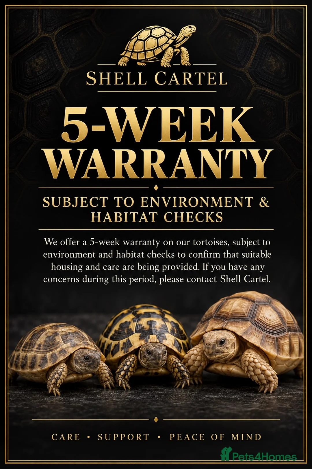 Tortoise reptiles for sale: Baby Tortoises Ready December  - Advert 2