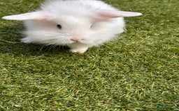 Lionhead rabbits for sale: Lionhead x lowered baby rabbits  - Image 5