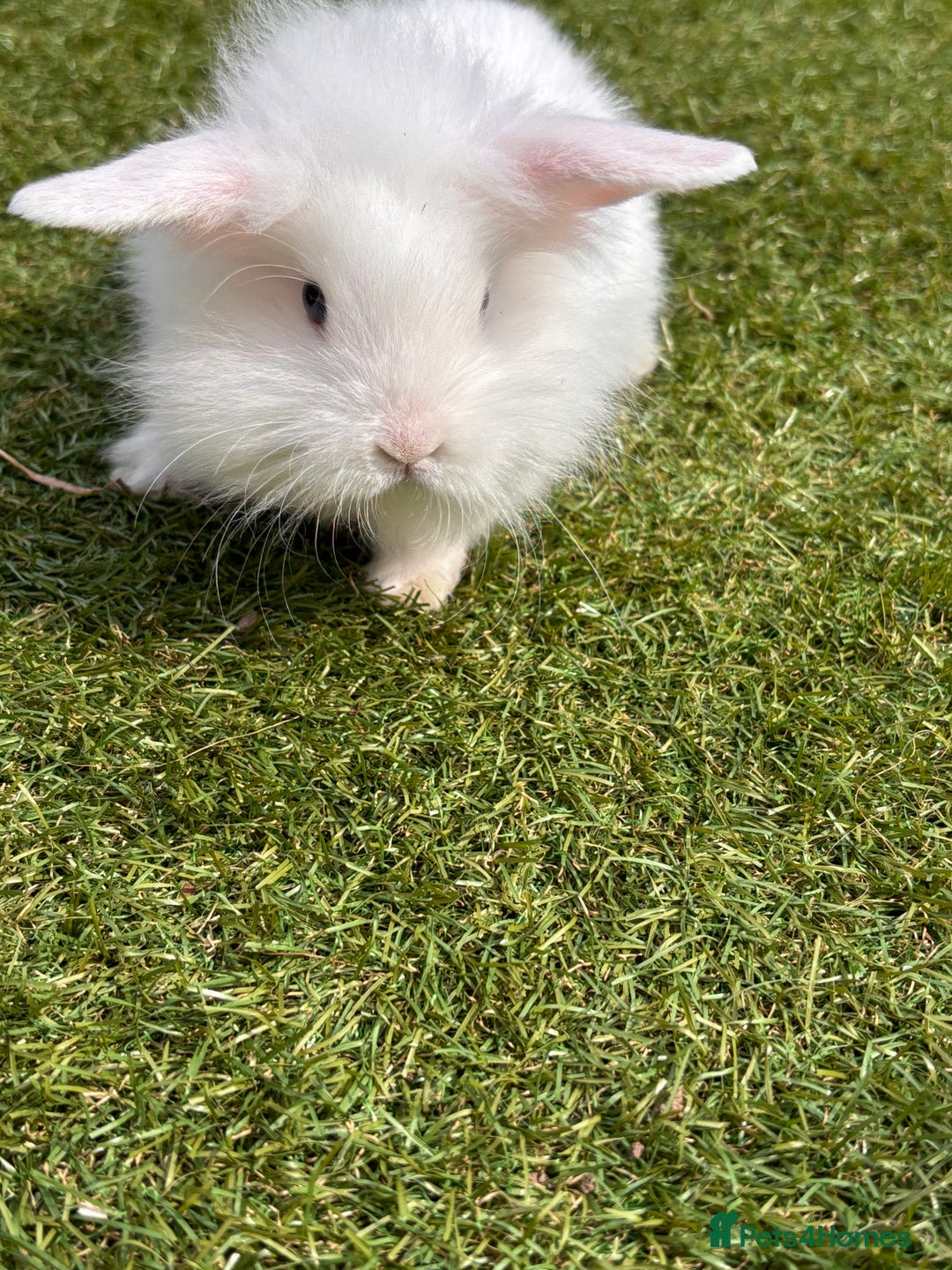 Lionhead rabbits for sale: Lionhead x lowered baby rabbits  - Image 5