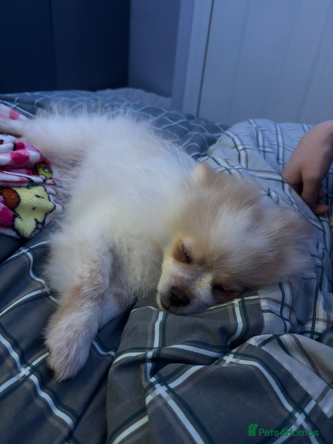 Pomeranian dogs for sale: Beautiful Pomeranian puppy for sale - Advert 5