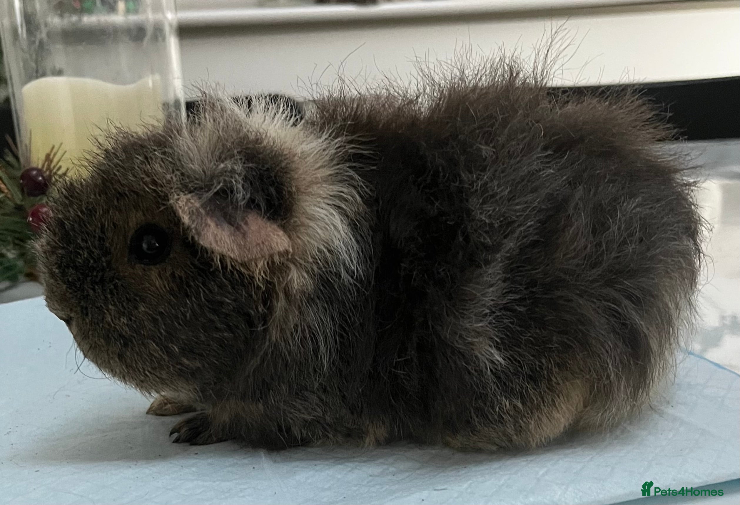 Guinea Pig rodents Guinea pigs for sale, female. - Advert 3