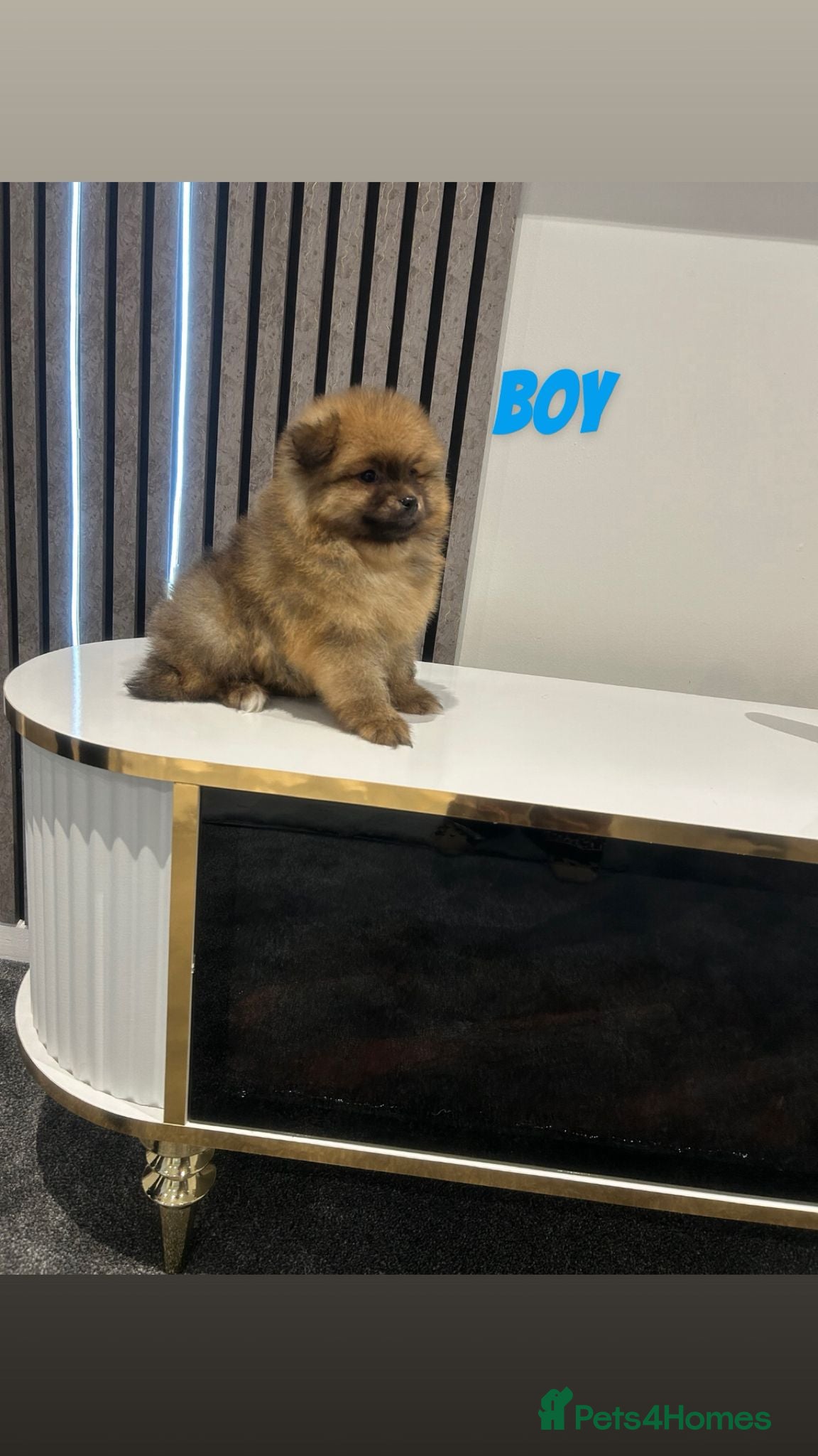 Pomeranian dogs 4 pomeranin girls and 2 pomeranian boys  - Advert 1