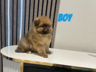 Pomeranian dogs 4 pomeranin girls and 2 pomeranian boys - Advert 7