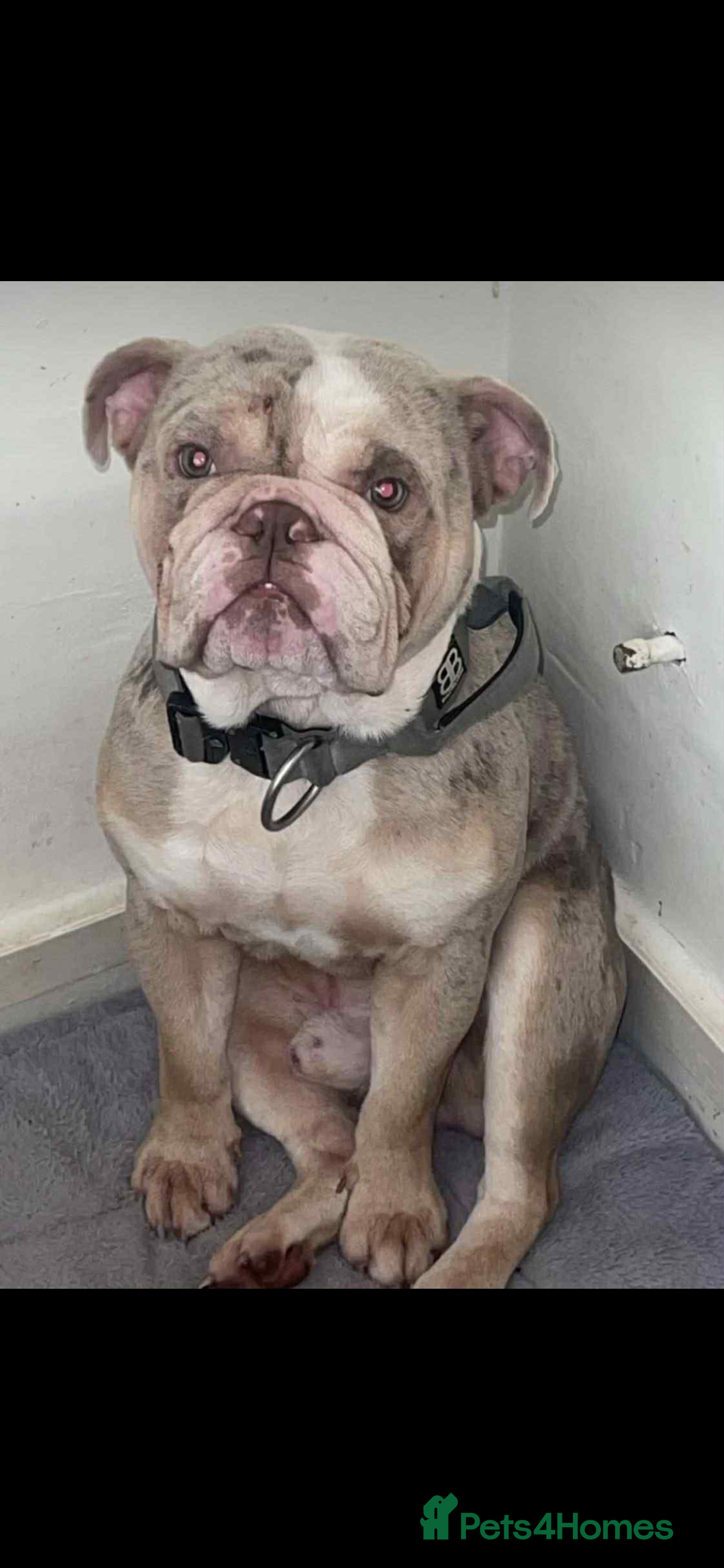 English Bulldog dogs English lilac Merle  - Advert 12