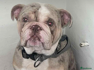 English Bulldog dogs English lilac Merle - Advert 4