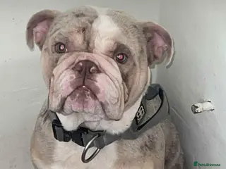 English Bulldog dogs English lilac Merle - Advert 18