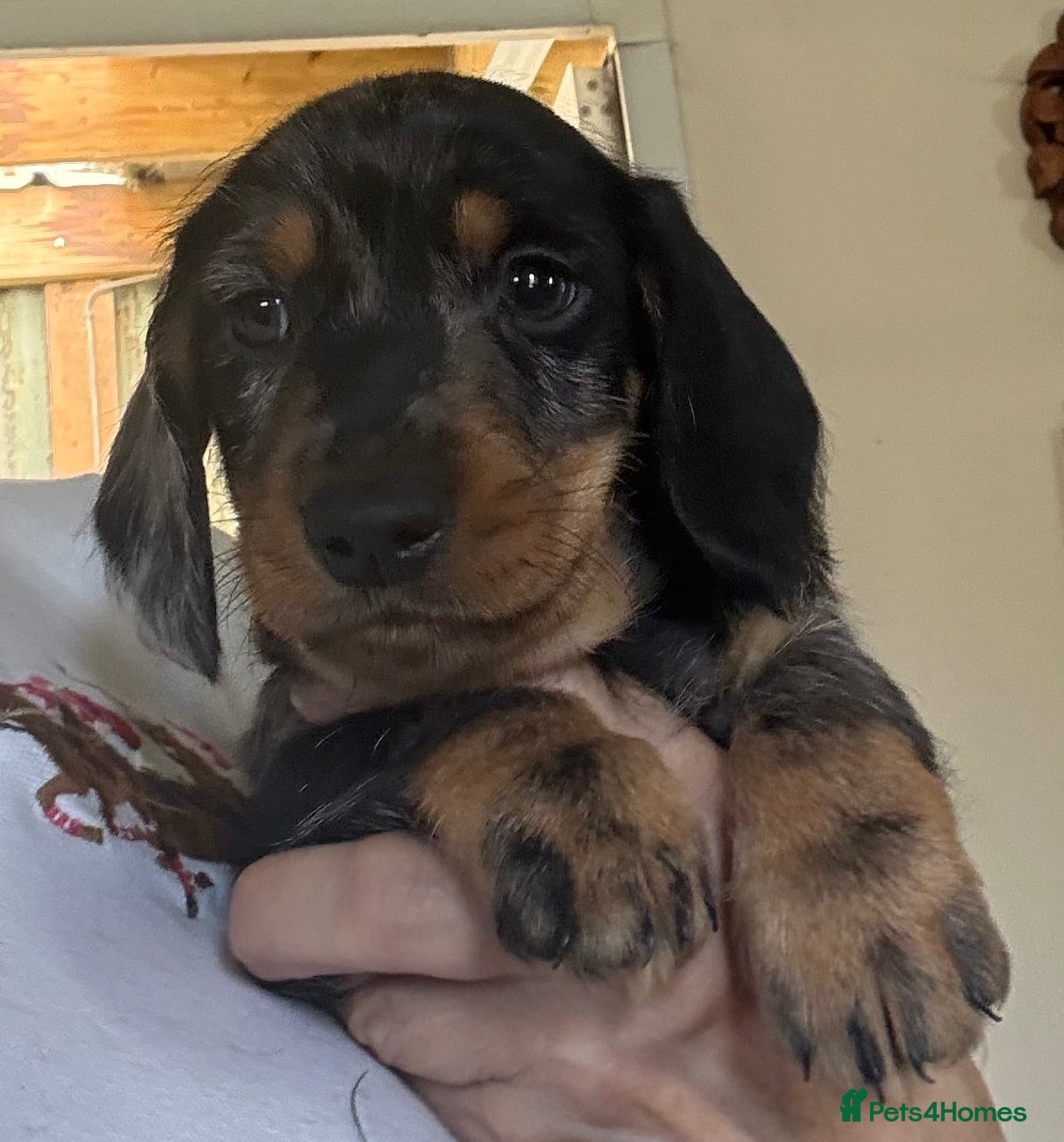 Dachshund dogs Wire Haired Dachshund Tweenies - Advert 2