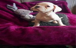 Boxer dogs for sale: KC Registered and ONLY 4 Left! See my 5* reviews - Image 8