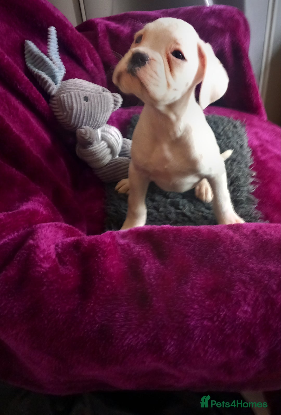 Boxer dogs for sale: KC Registered and ONLY 4 Left! See my 5* reviews - Image 8