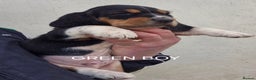 Basset Hound dogs for sale: KC BASSET HOUND PUPPIES FROM HEALTH TESTED PARENTS - Advert 14
