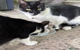 British Longhair cats for sale: 3 beautiful kittens - Image 1