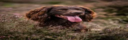 Cocker Spaniel dogs for stud: KC reg Working Cocker Spaniel for Stud - Advert 5