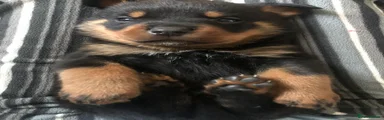 Rottweiler 2