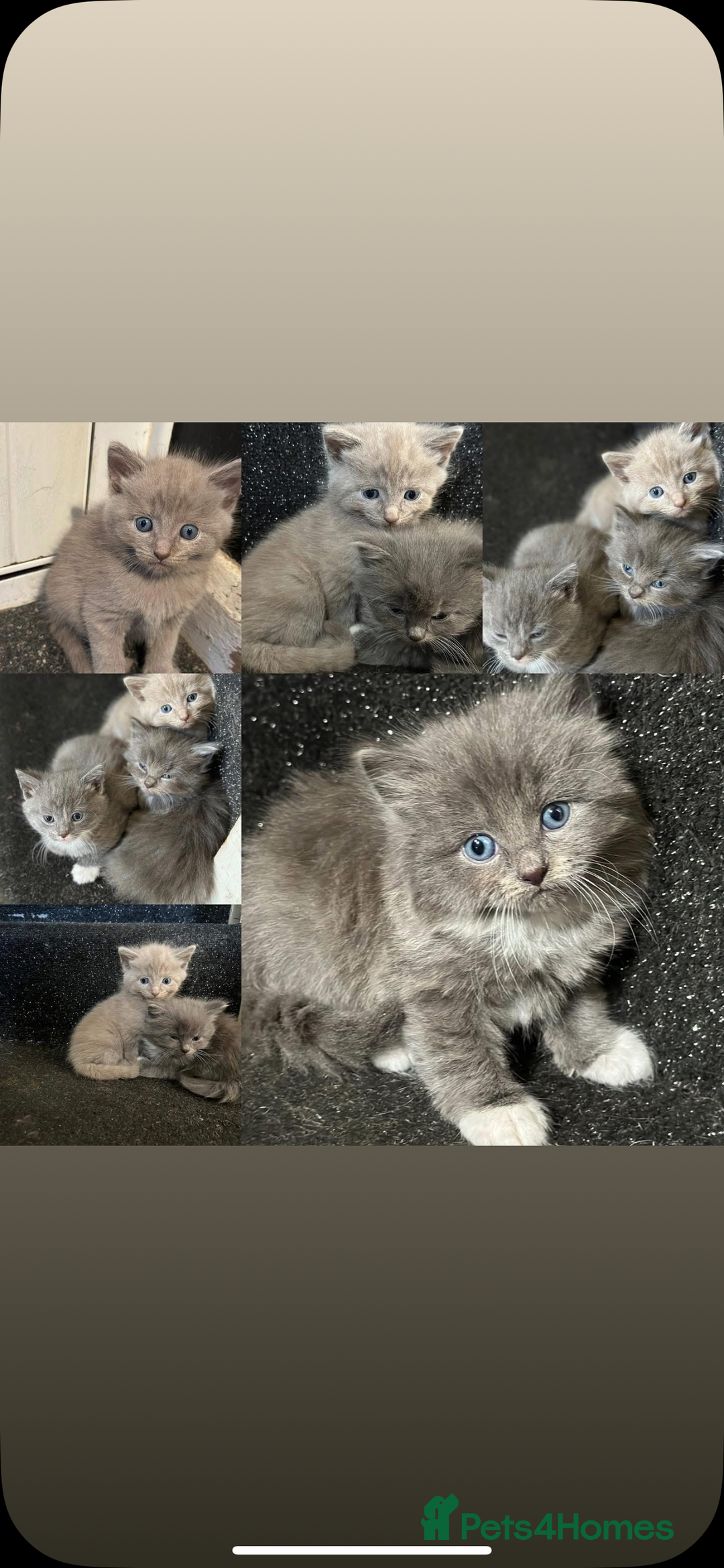 Maine Coon cats for sale: Gray Kittens  - Advert 2
