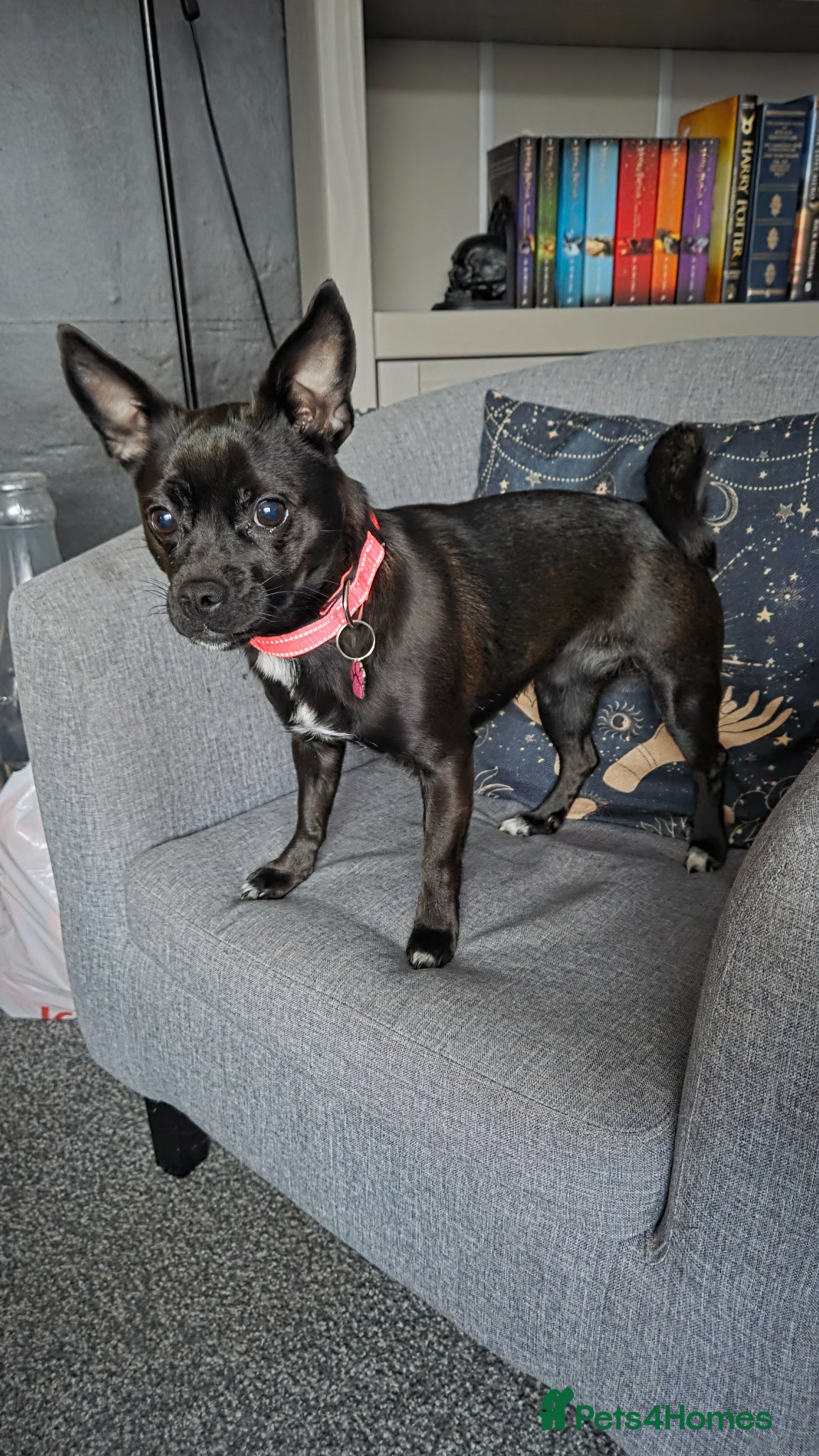 Mixed Breed dogs 1.5 year female Chi x Patterdale  - Advert 1