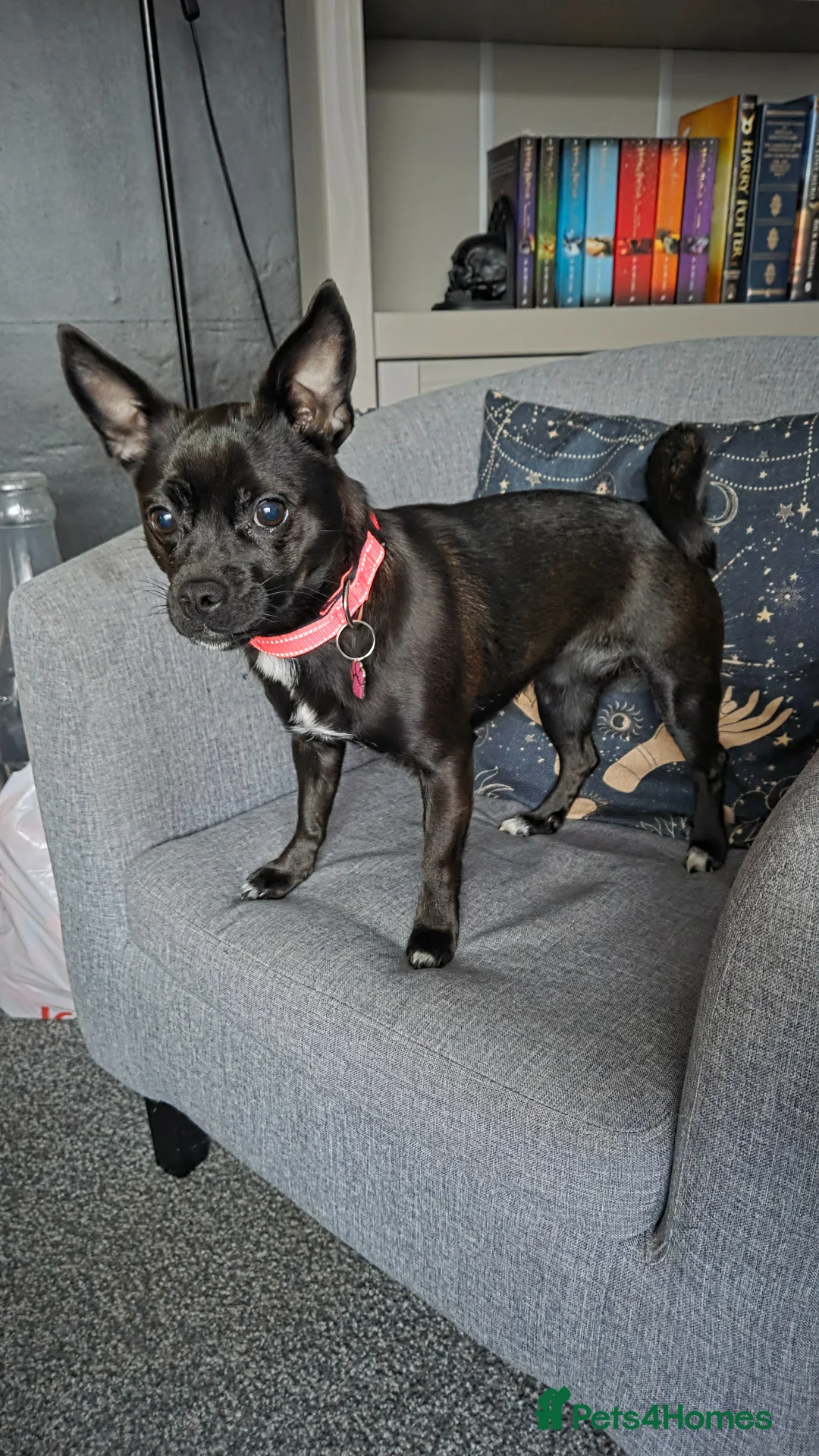 Mixed Breed dogs for sale: 1.5 year female Chi x Patterdale  in Doncaster - Advert 1