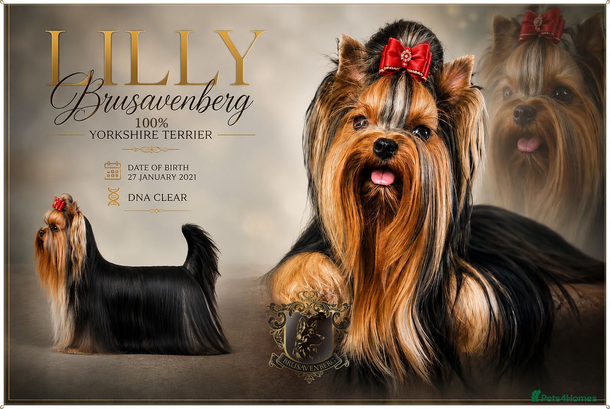 Yorkshire Terrier dogs BABY FACE YORKSHIRE TERRIERS KC DNA TESTED PARENTS - Advert 20