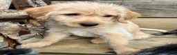 Labradoodle dogs for sale: Toy Labradoodle Puppies - Ready Now!  - Advert 2