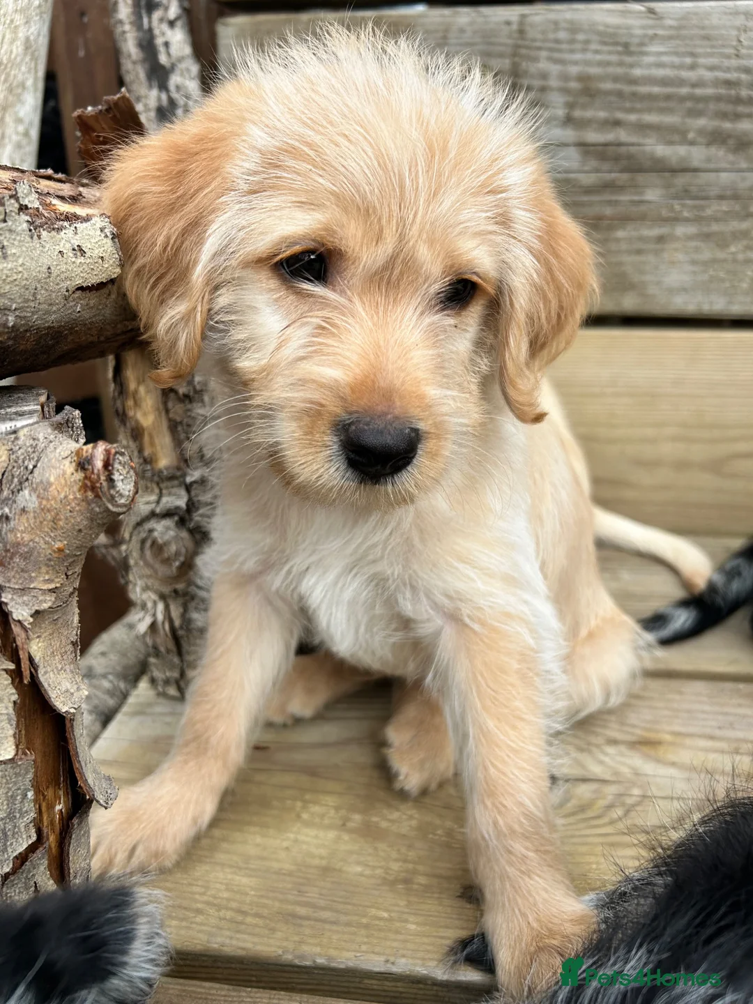 Labradoodle dogs for sale: Toy Labradoodle Puppies - Ready Now!  - Advert 2