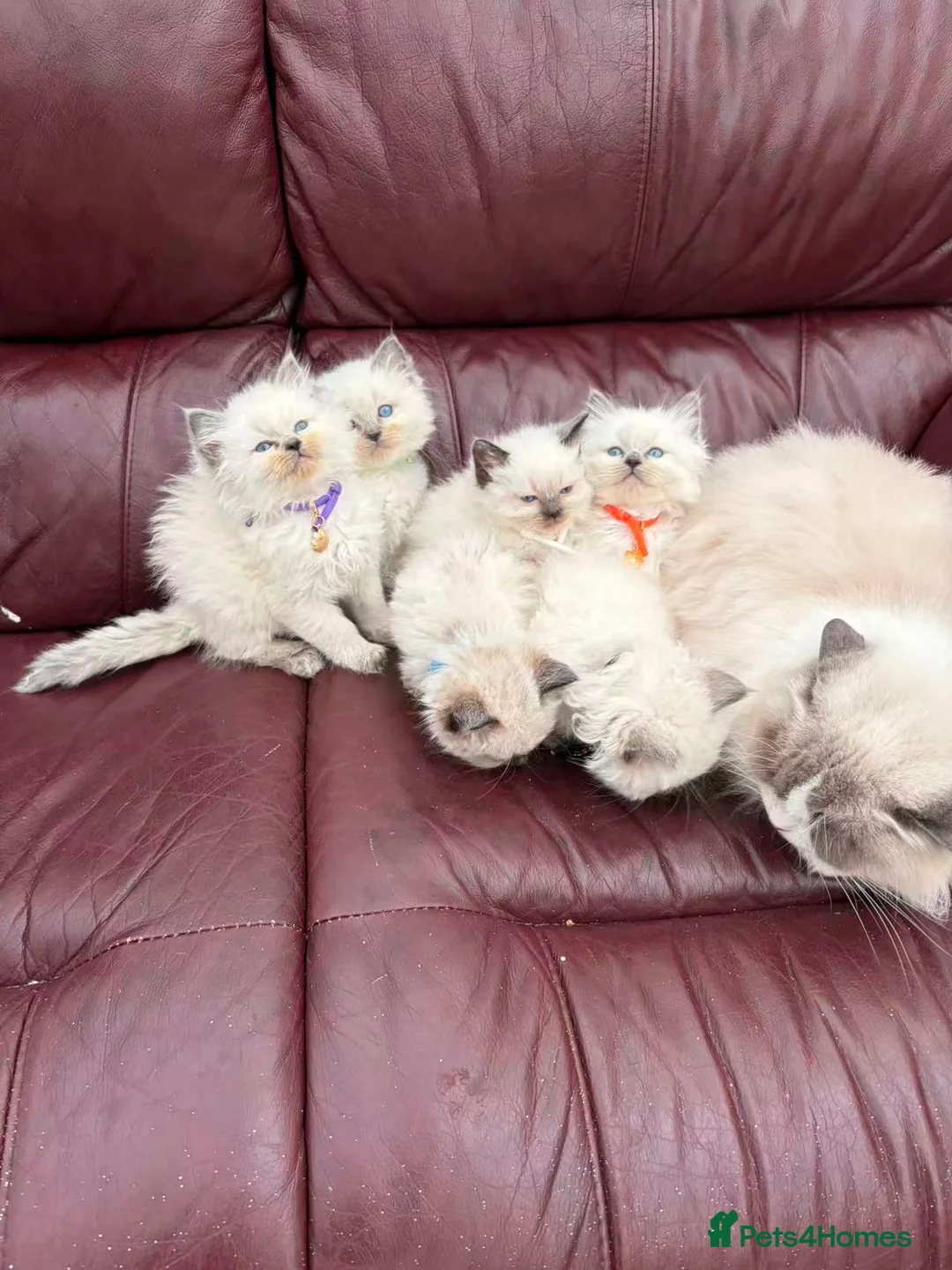 Ragdoll cats for sale: 6 beautiful Ragdoll cats for sale - Advert 1