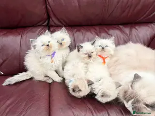 Ragdoll cats 6 beautiful Ragdoll cats for sale - Advert 2