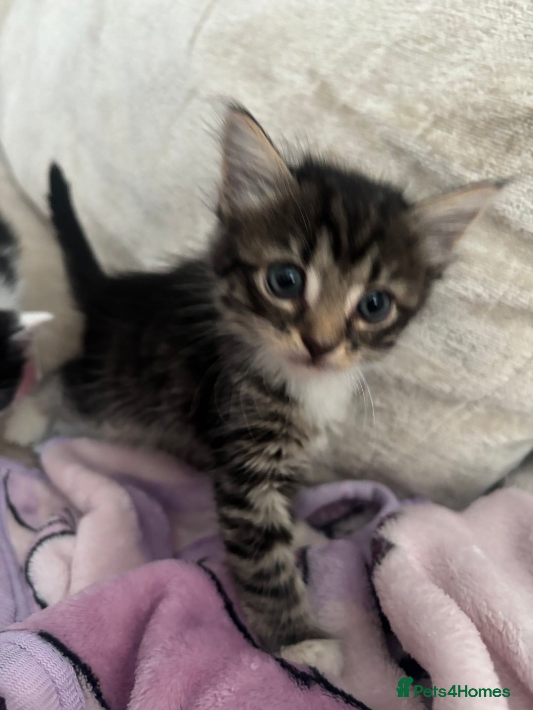 Mixed Breed cats for sale: 5 Beautiful Kittens - Image 7