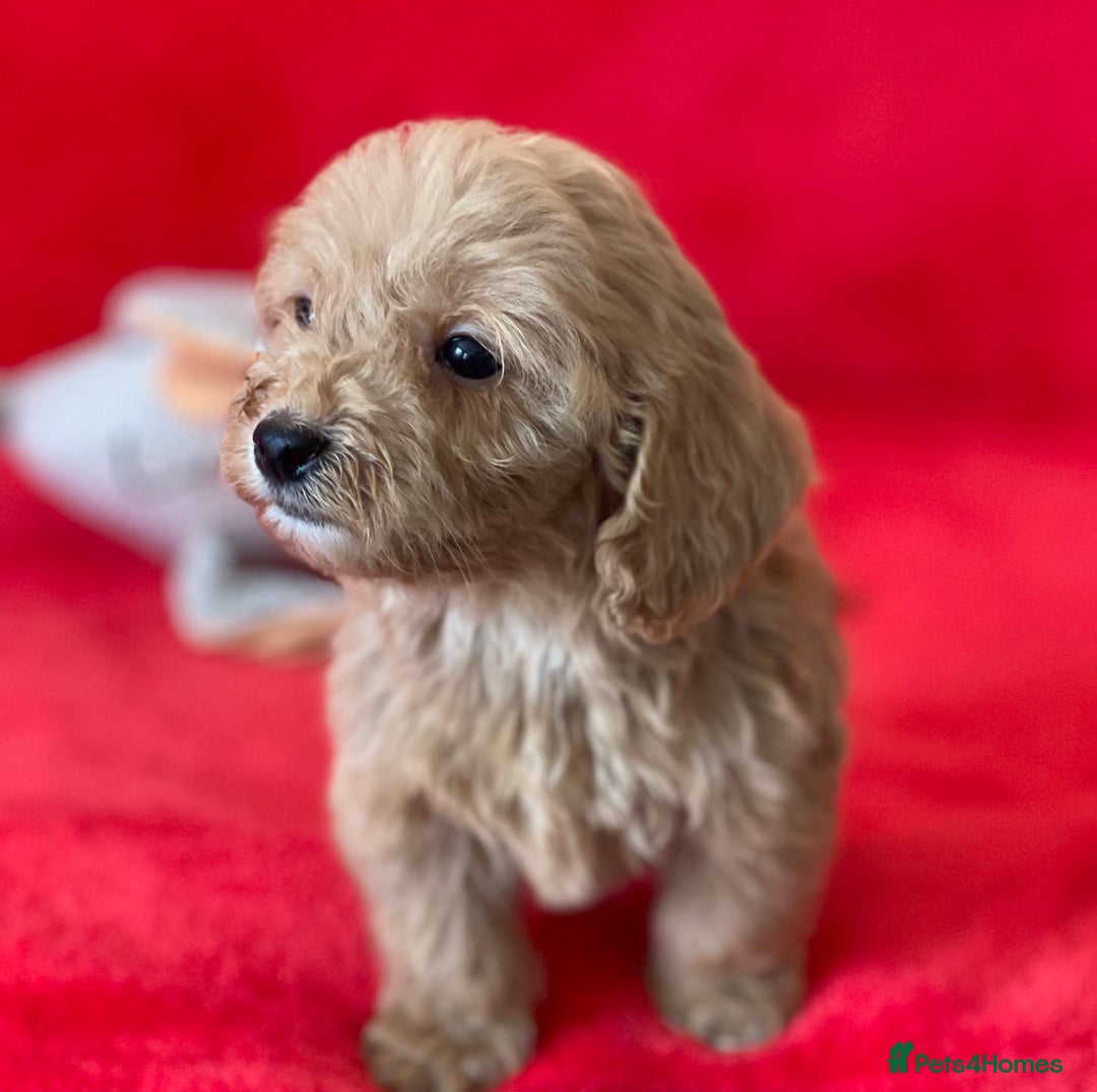 Cockapoo dogs for sale: Adorable cockapoo pups - Image 9