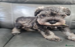 Miniature Schnauzer dogs for sale: Miniature Schnauzer Puppies KC Registered. 5M 2Fm - Image 19